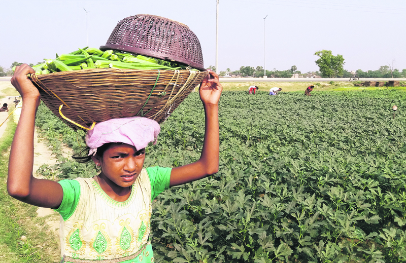Vegetable production up in Parsa
